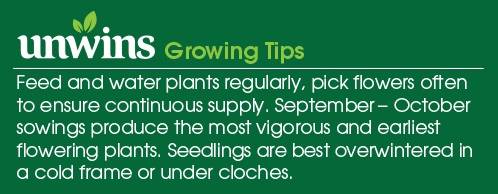 Swet Pea Galaxy Mix Seeds Unwins Growing Tips
